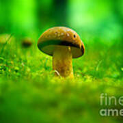 Little Wild Mushroom On A Green Forest Patch Poster