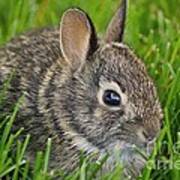Littlest Rabbit Poster
