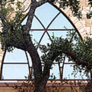 Live Oak In Front Of Church Window Poster
