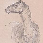 Llama Drawing Poster