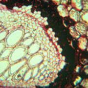 Lm Of Transverse Section Of Royal Fern Poster