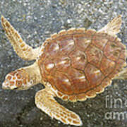 Loggerhead Turtle Poster