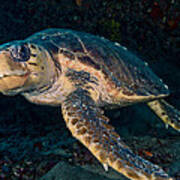 Loggerhead Turtle Under Ledge Poster