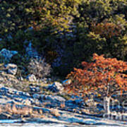 Lone Bald Cypress At Pedernales Falls State Park - Johnson City Texas Hill Country Poster