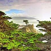 Lone Cypress By Michael Ontiveros Poster
