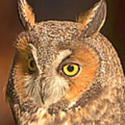 Long-eared Owl Poster