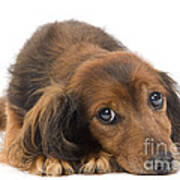 Long-haired Dachshund Poster