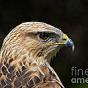 Long-legged Buzzard Poster