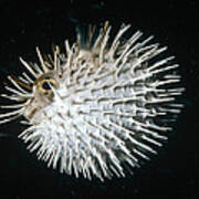Long-spine Porcupinefish North America Poster
