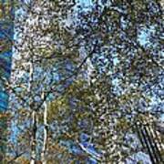 Looking Up From Bryant Park In Autumn Poster