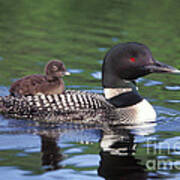 Loon Carrying Chick  38 Poster