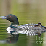 Loon Chick With Parent - Quiet Time Poster