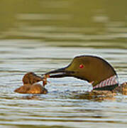 Loon Feeding Chick Poster