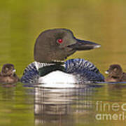 Loon With Two Chicks Poster