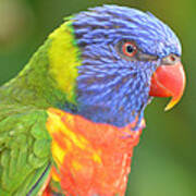 Lorikeet Profile Poster