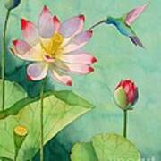 Lotus And Hummingbird Poster
