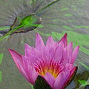 Lotus Blossom Poster