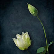 Lotus Bud And Bloom Poster
