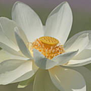 Lotus Flower Poster