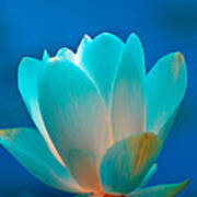 Lotus Natural Inner Light Poster