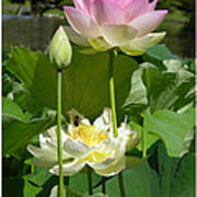 Lotuses In Bloom Poster