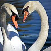 Love Birds Poster