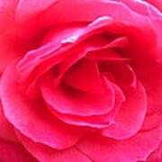 Love In Full Bloom - Anniversary Rose Poster
