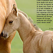 Love Is Gentle Love Is Kind Horse And Colt Poster