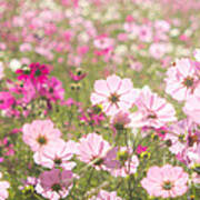 Lovely Backlit Pink And Fuchsia Cosmos Flower Field Poster