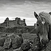Lovely Horse And Tantallon Castle Poster