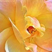 Lovely Yellow And Peach Rose Poster