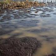 Low Tide At Blackwater Wildlife Refuge In Maryland Poster