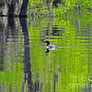 Lowcountry Loon Poster