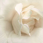 Luminous Ivory Rose Flower Poster