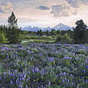 Lupine Meadow Grand Teton National Park Poster