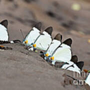 Lycimnia White Butterflies Poster