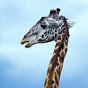 Maasai Giraffe Poster
