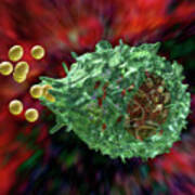 Macrophage Engulfing Bacteria Poster
