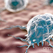 Macrophages Poster