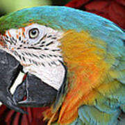 Magnificent Macaw Poster