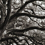 Magnificent Oaks Of Louisiana Poster
