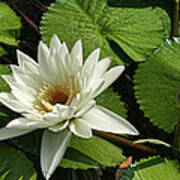 Magnificent White Water Lily Poster