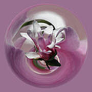 Magnolia Blossom Series 708 Poster