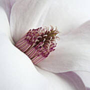 Magnolia Flower Poster