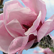 Magnolia In Spring Poster