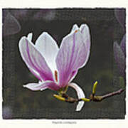 Magnolia Soulangeana Flower Poster
