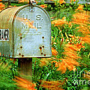 Mailbox Surrounded By Tiger Lilies Poster