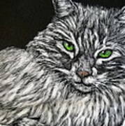 Main Coon Cat Poster