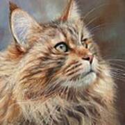 Maine Coon Cat Poster