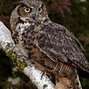 Majestic By Nature Great Horned Owl In A Birch Tree Poster